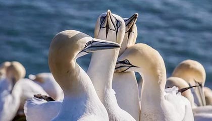 kaiyun体育app-解析印度赛制：高效提升球员竞技状态的秘密，印度联赛ds