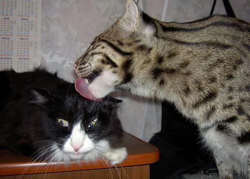 开云网页版-【比赛节奏优化】数据支持的“快节奏”战术应用对比，快节奏高效率