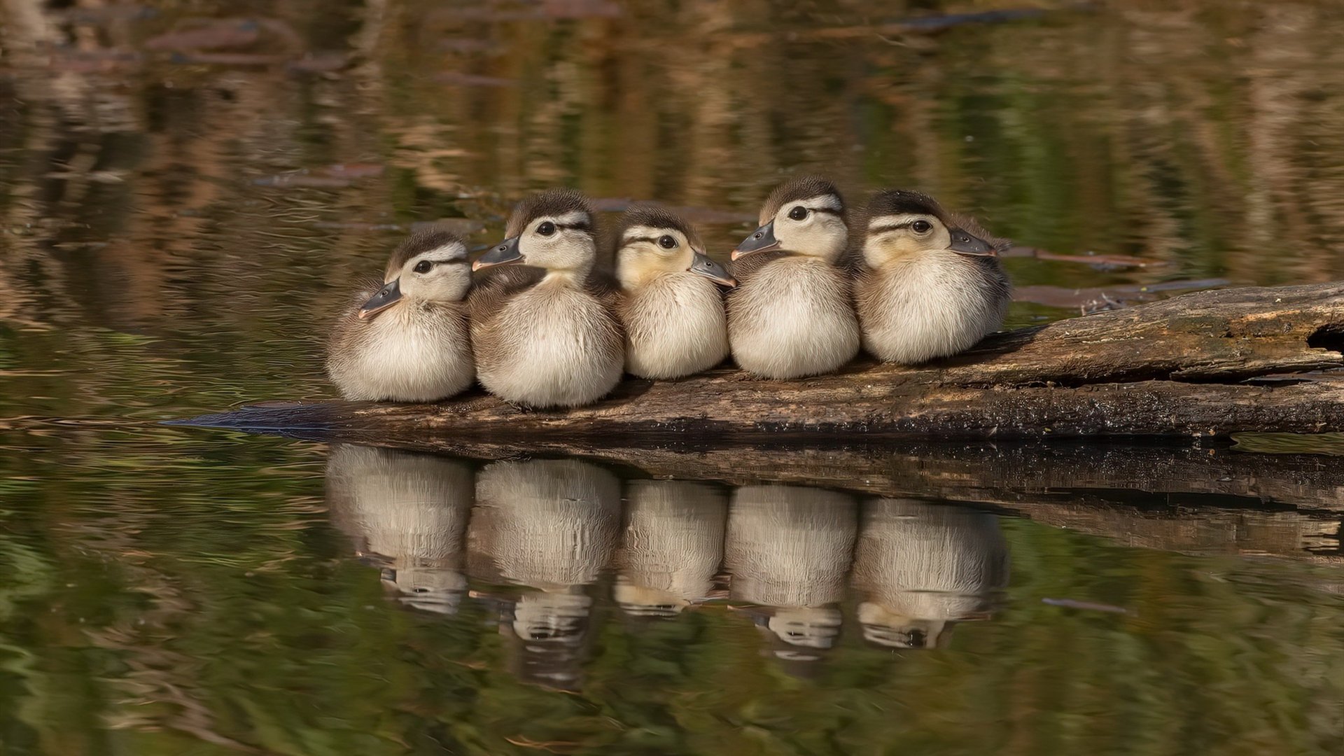 开云体育APP下载-美式橄榄球超级碗预热活动，热血开场，美式橄榄球wr