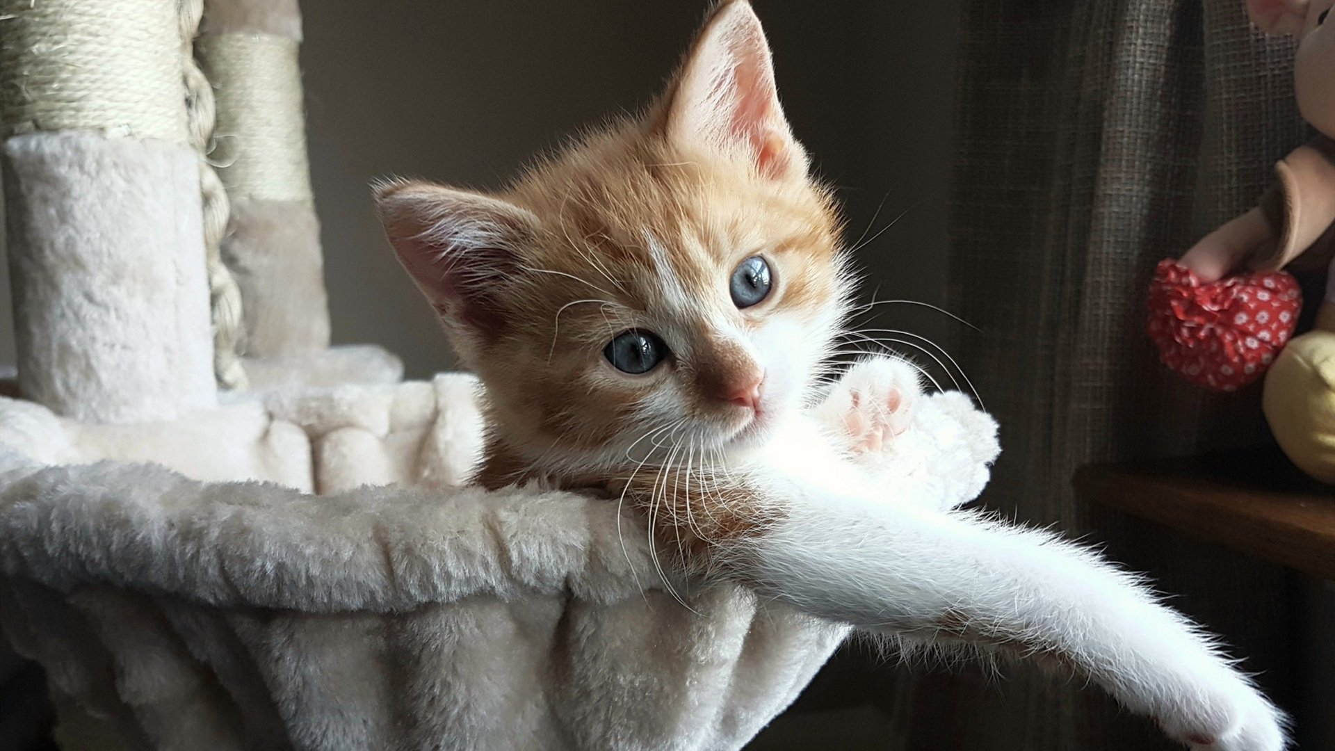 开云体育视频直播-卡迪夫城防守端加强，蓝鸟军团目标保级，卡迪夫 蜂鸟