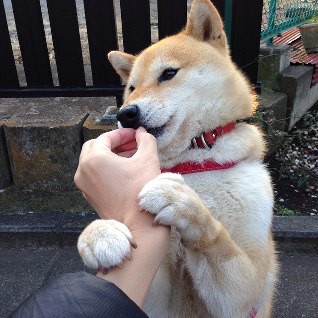 KAIYUN 中国大陆-拜仁慕尼黑主场2-1战胜勒沃库森，继续领跑德甲，拜仁慕尼黑主场2-1战胜勒沃库森,继续领跑德甲联赛