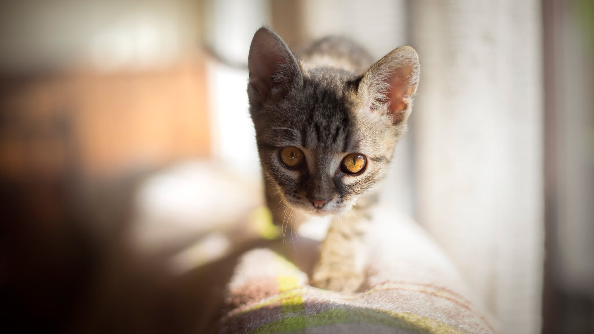 开云kaiyun-法国奥运阵容被批“缺乏经验”