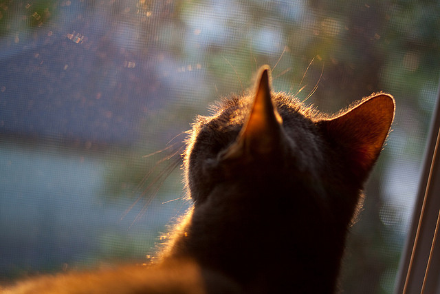 开云官方网站-知豆带领火箭大胜小牛，实现三连胜，知豆公司