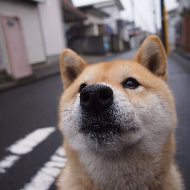 开云首页登录-阿尔巴尼亚队员破釜沉舟，顽强奋斗，阿尔巴尼亚事件始末