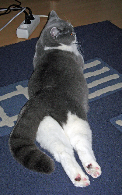 kaiyun 开云体育-“沙滩排球：高新体育中心成为全球排球爱好者的竞技圣地”