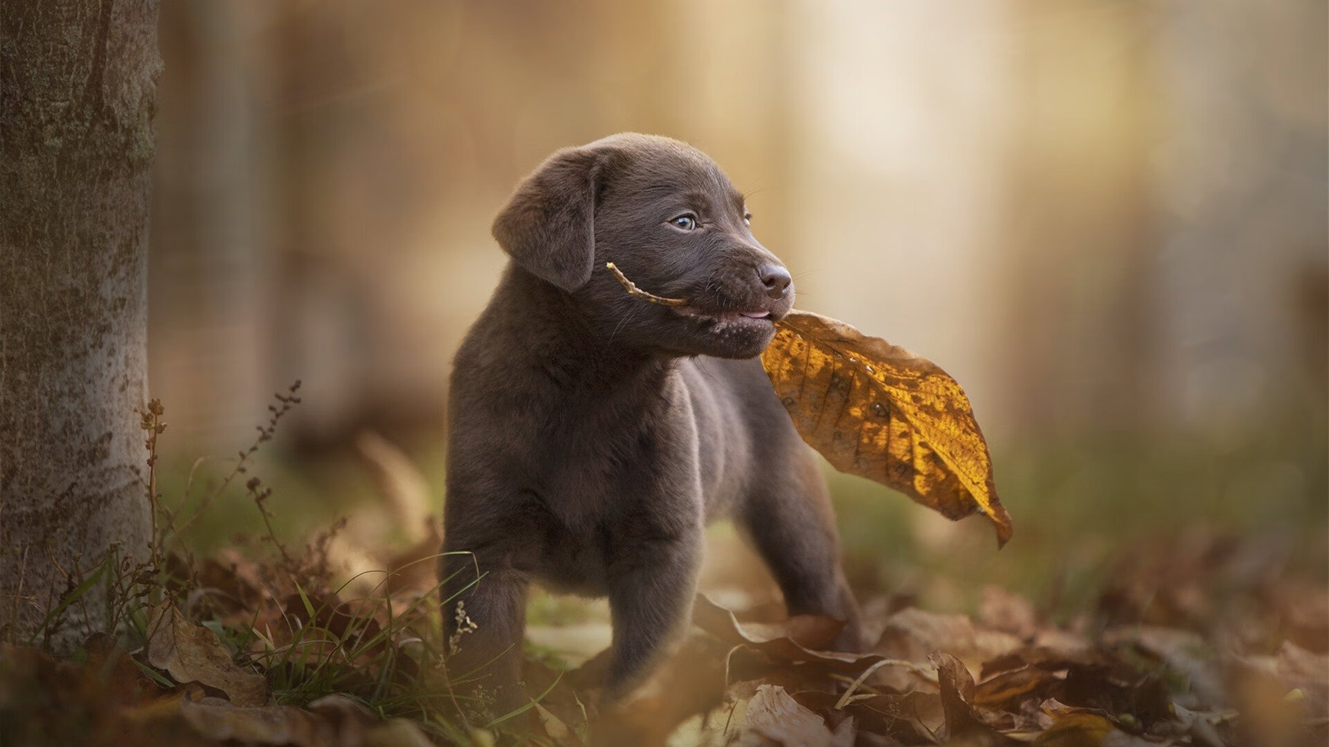 kaiyun开云·官方网站-东亚杯国足平局 球迷热议教练布阵，东亚杯中国队阵容