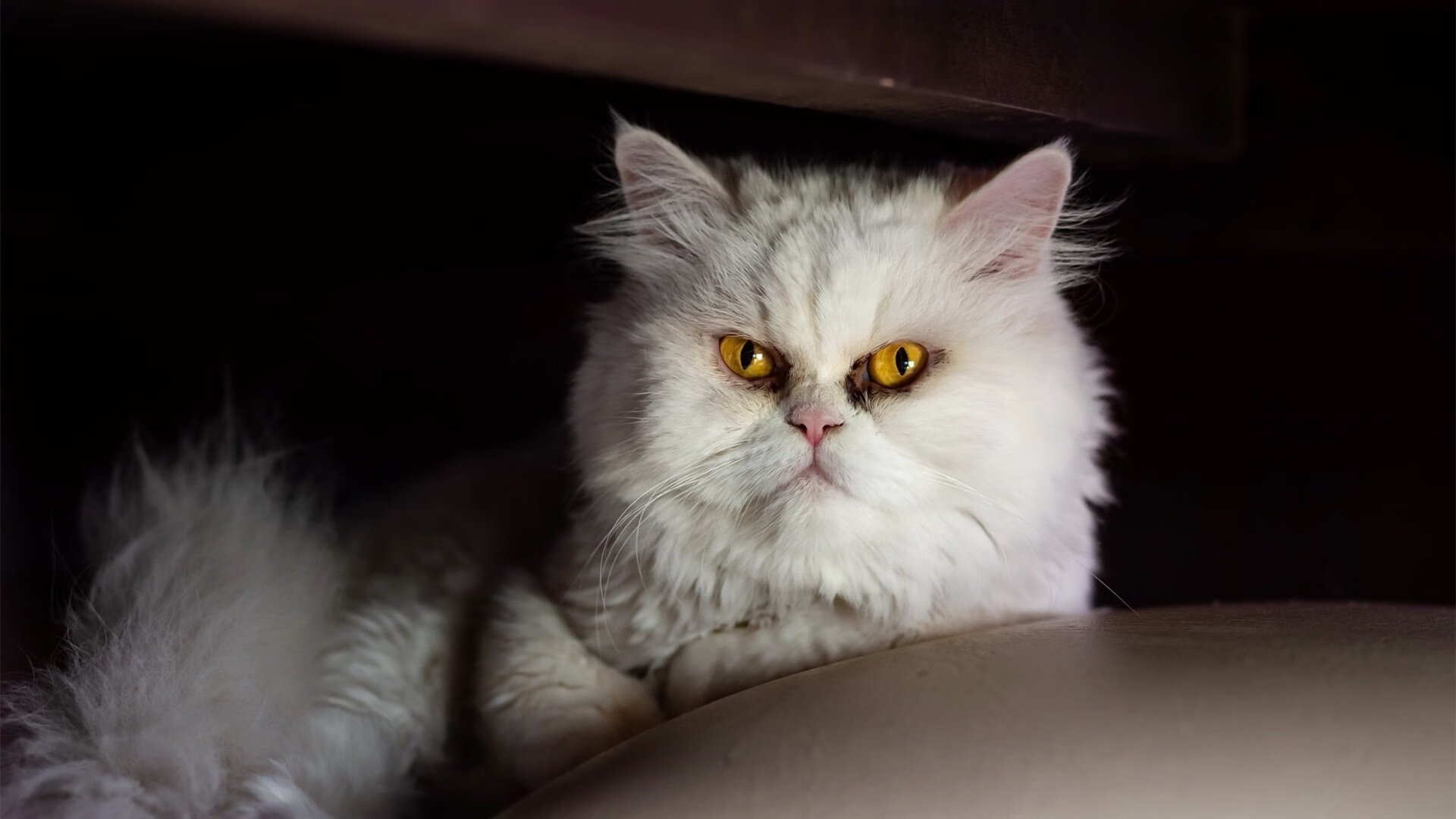 蛙泳技术优化助力成绩跃升，蛙泳技术动作要点分析