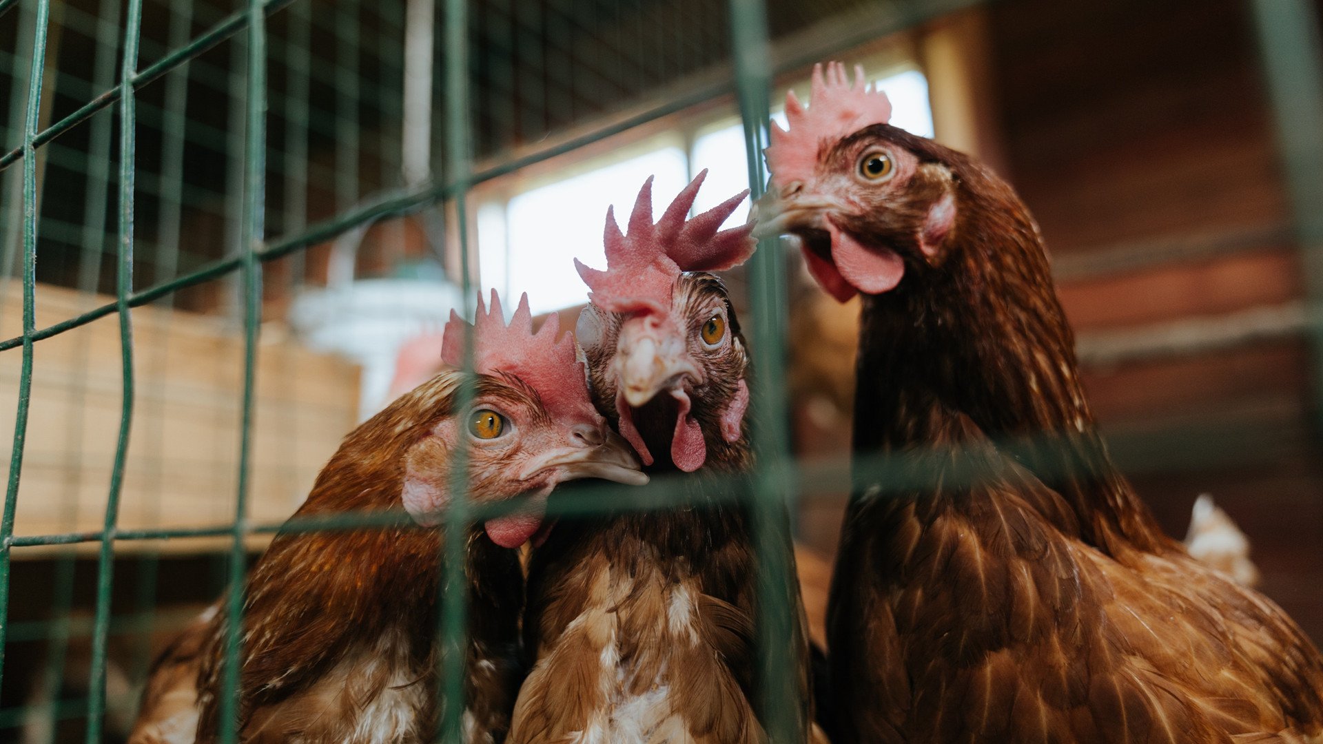 开云体育中国官网-魔术宣布签下发展联盟得分手尝试新组合，发展联盟有哪些球队